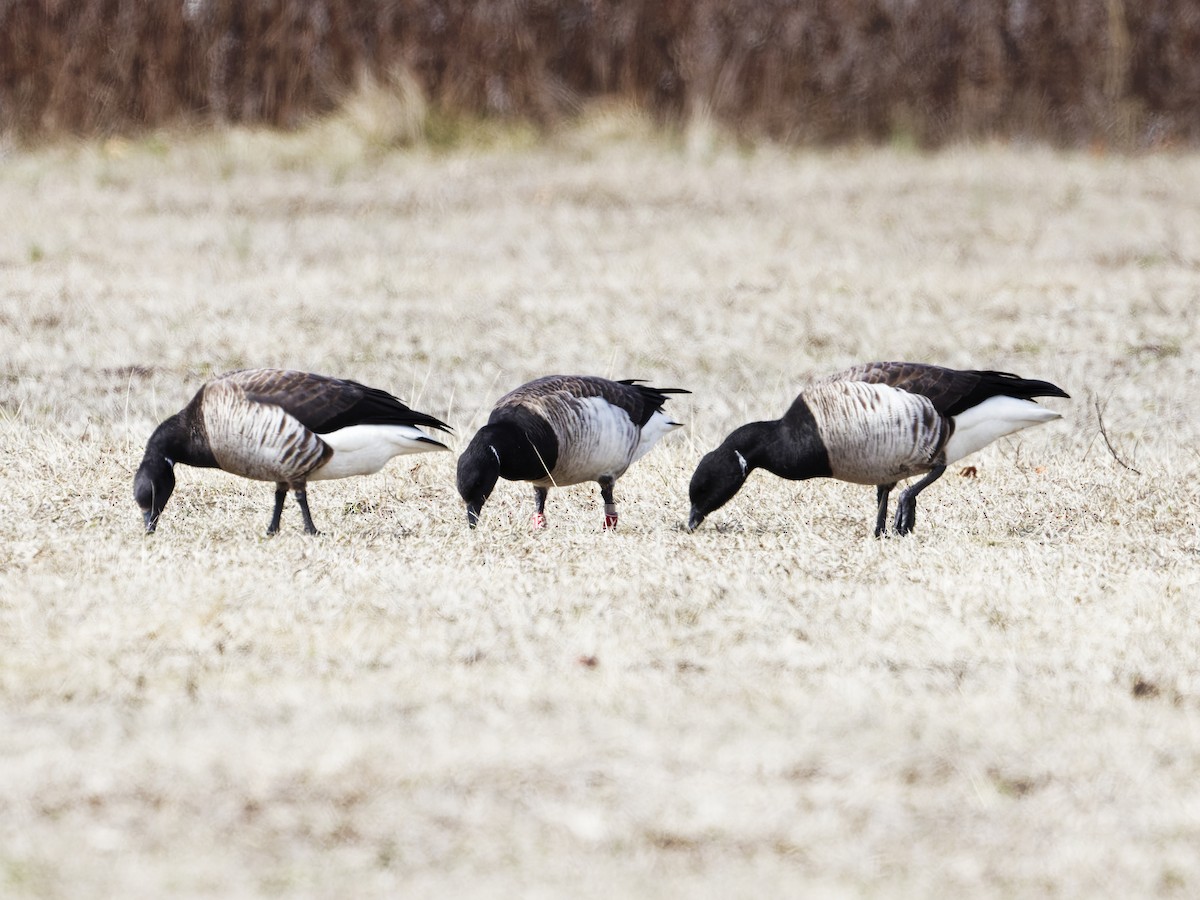 Brant (Atlantic) - ML632542539