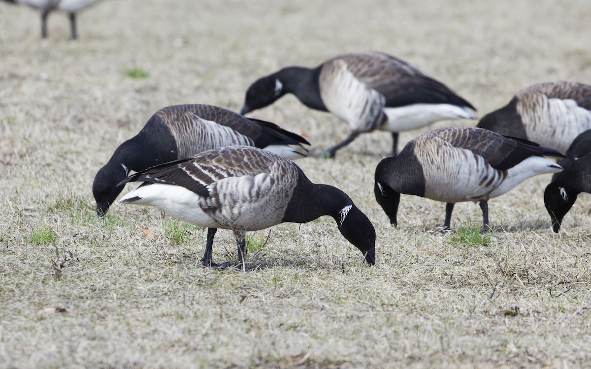 Brant (Atlantic) - ML632542542