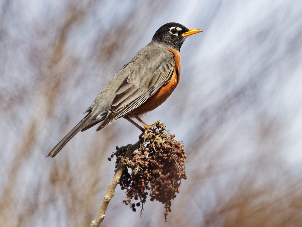 American Robin - ML632542571