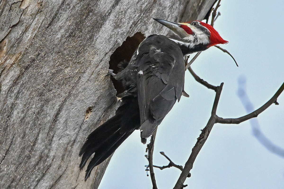 Pileated Woodpecker - ML632542599