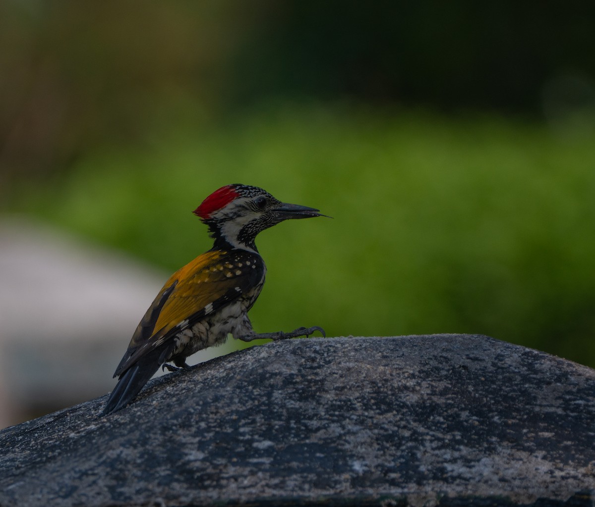 Black-rumped Flameback - ML632542659