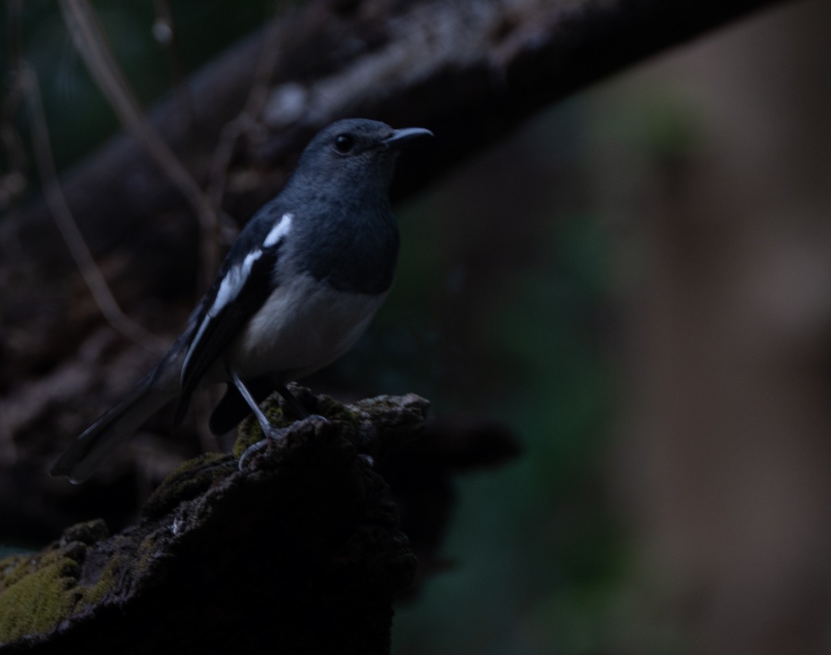 Oriental Magpie-Robin - ML632542685
