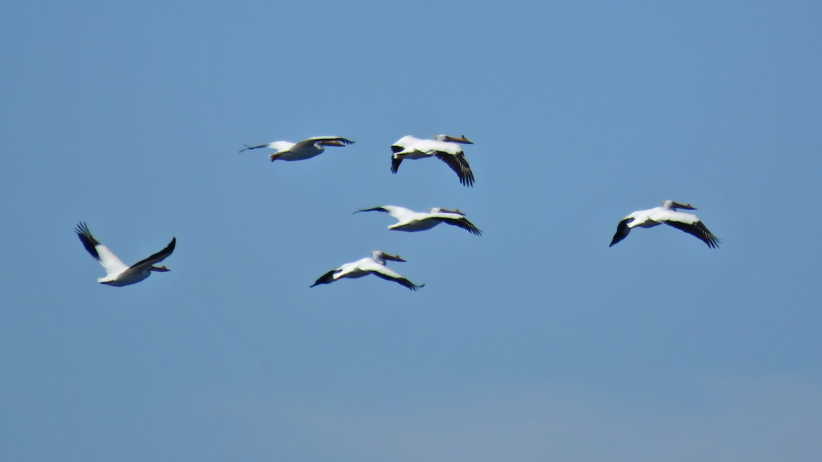 American White Pelican - ML632542849