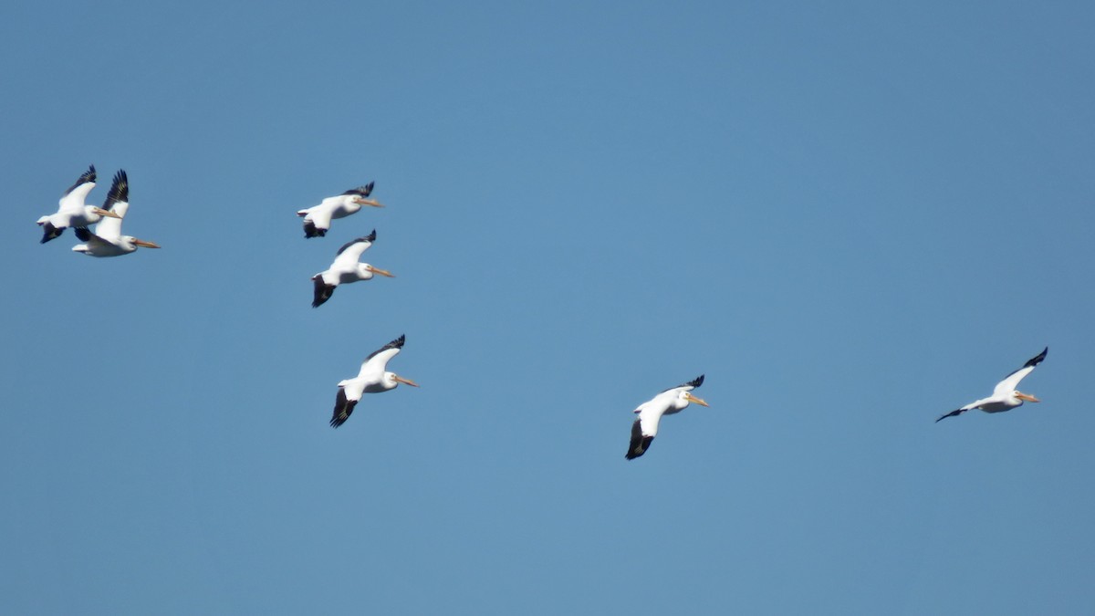 American White Pelican - ML632542850