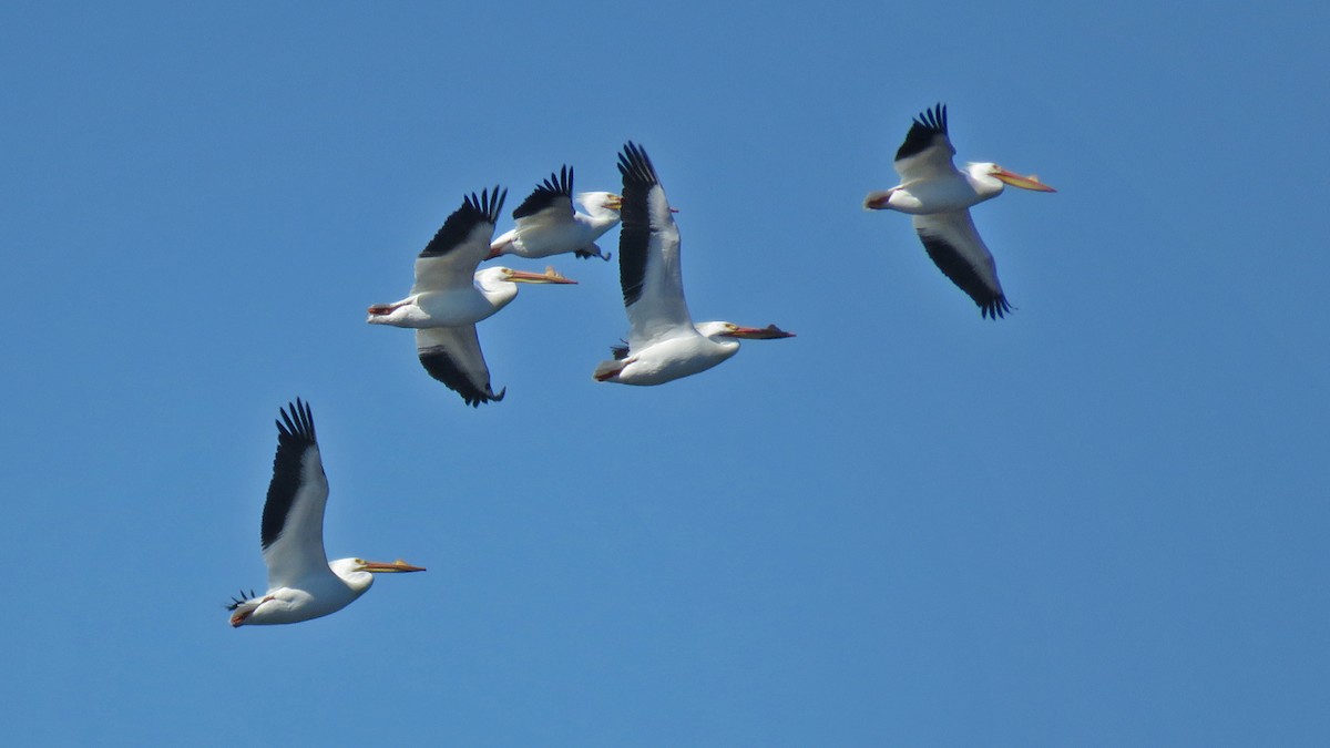 American White Pelican - ML632542851