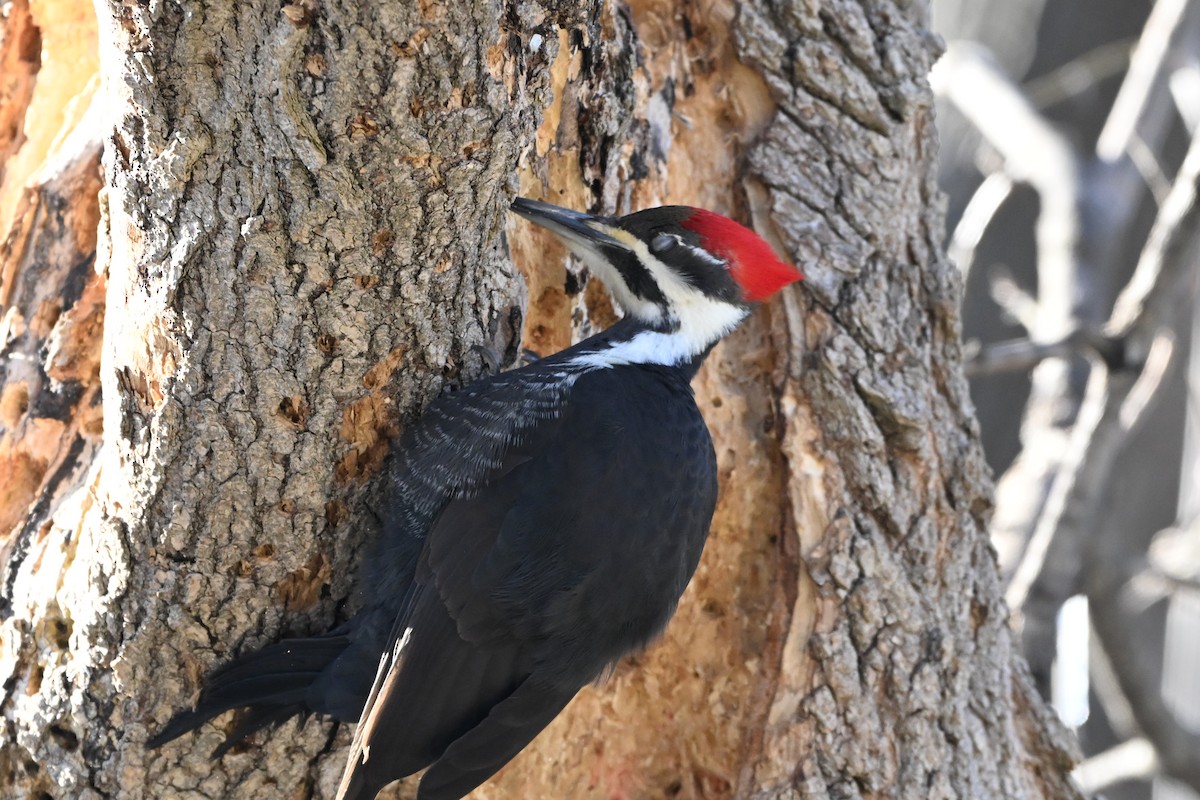 Pileated Woodpecker - ML632542971