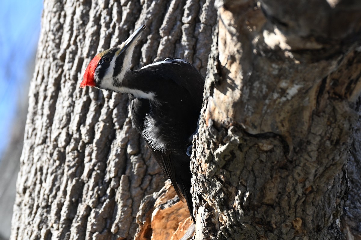 Pileated Woodpecker - ML632542973