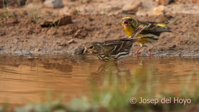 European Serin - ML632543039