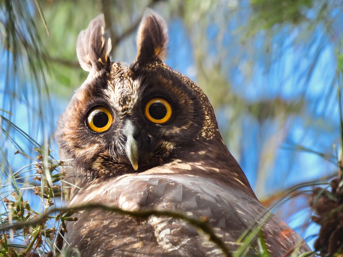 Сова темна - ML632543171