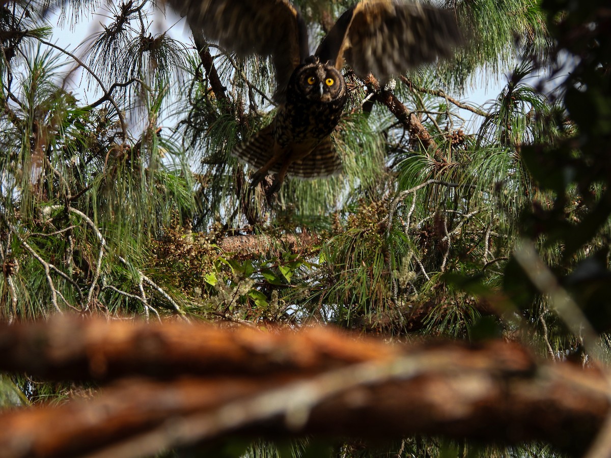 Сова темна - ML632543179