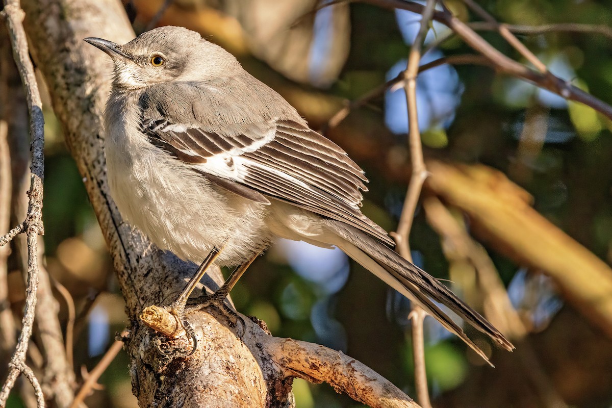 Northern Mockingbird - ML632543242