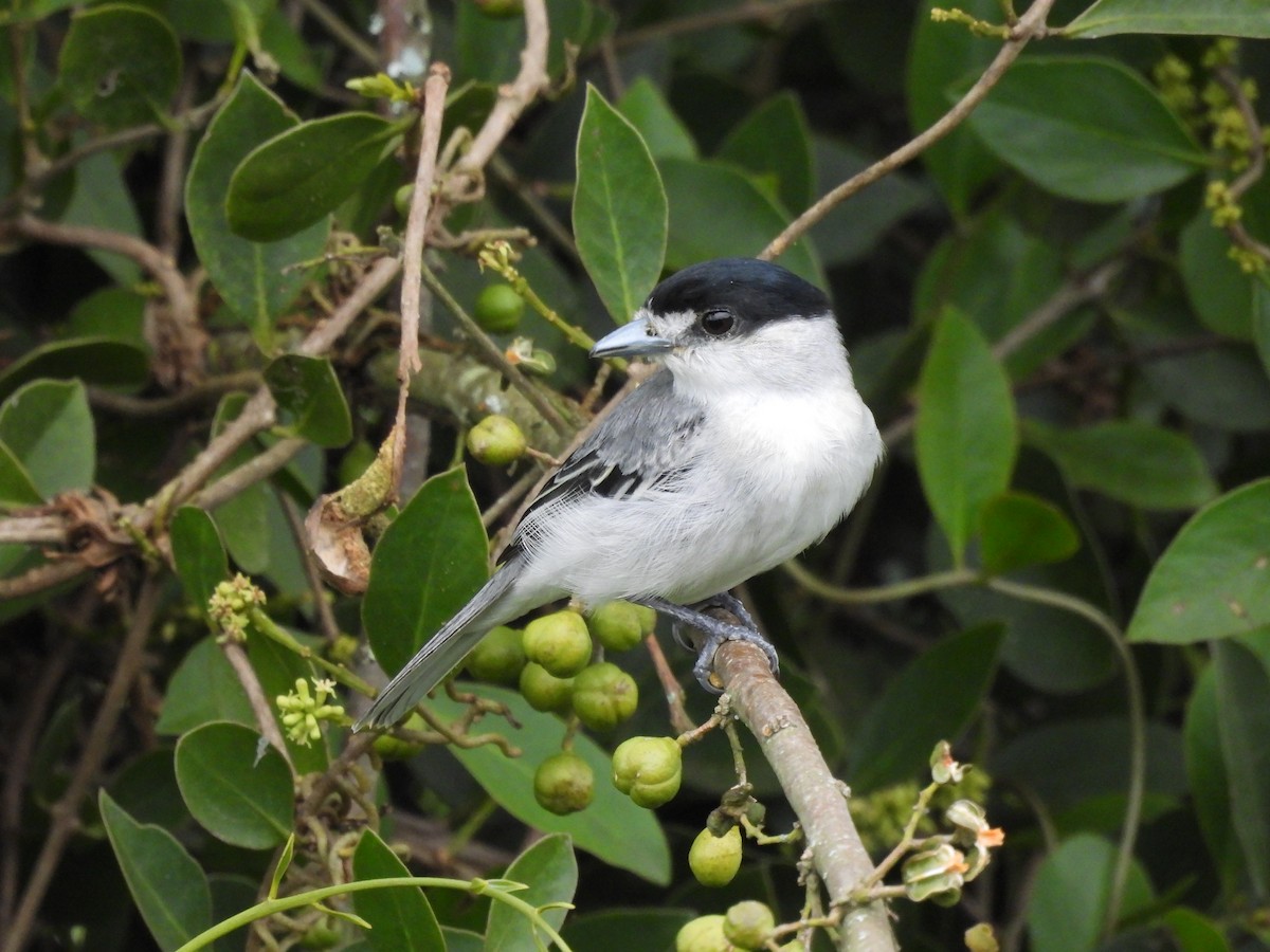 Бекард сірий - ML632543341