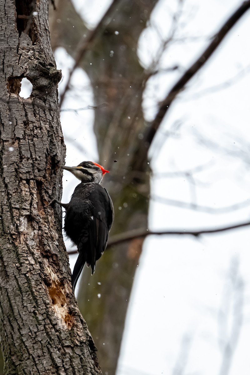 Pileated Woodpecker - ML632543560