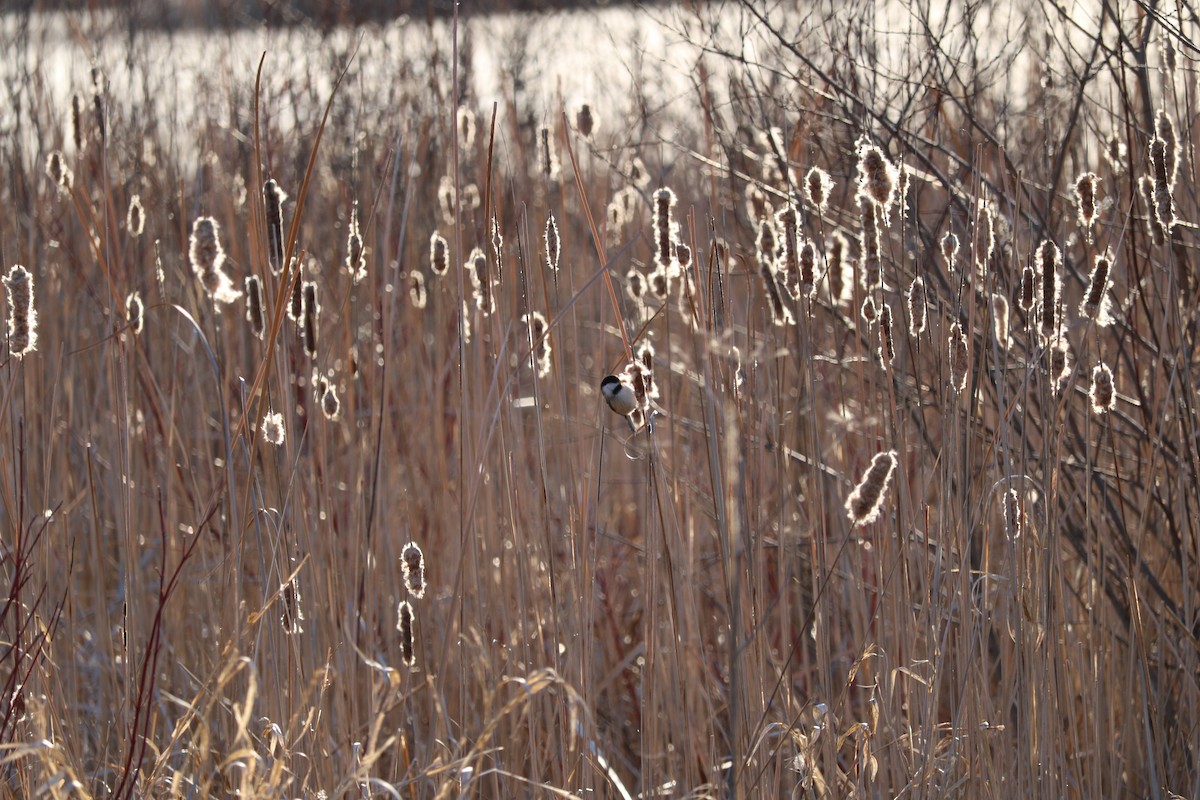 Black-capped Chickadee - ML632543591