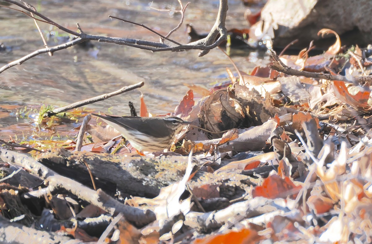 Louisiana Waterthrush - ML632543609