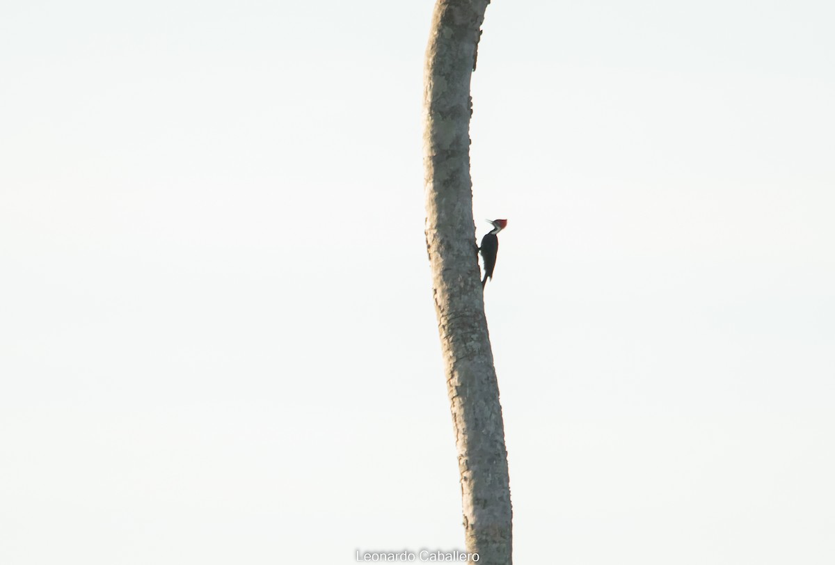 Black-bodied Woodpecker - ML632543617