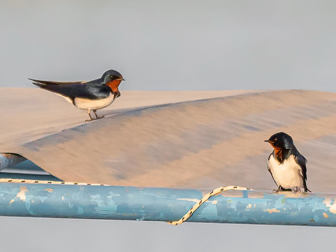 Red-chested Swallow - ML632543753