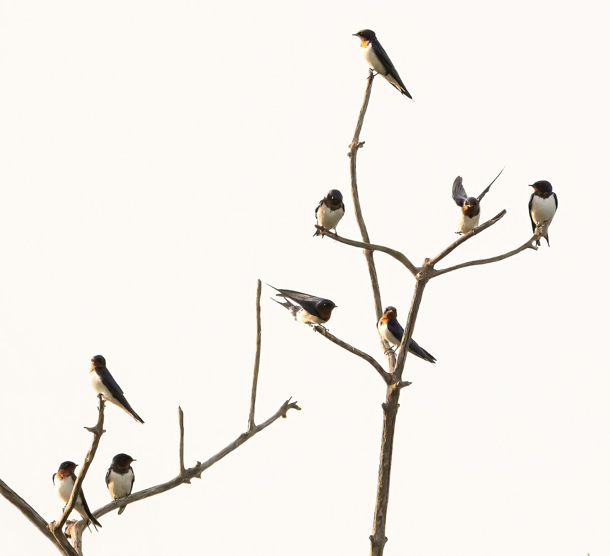Red-chested Swallow - ML632543763