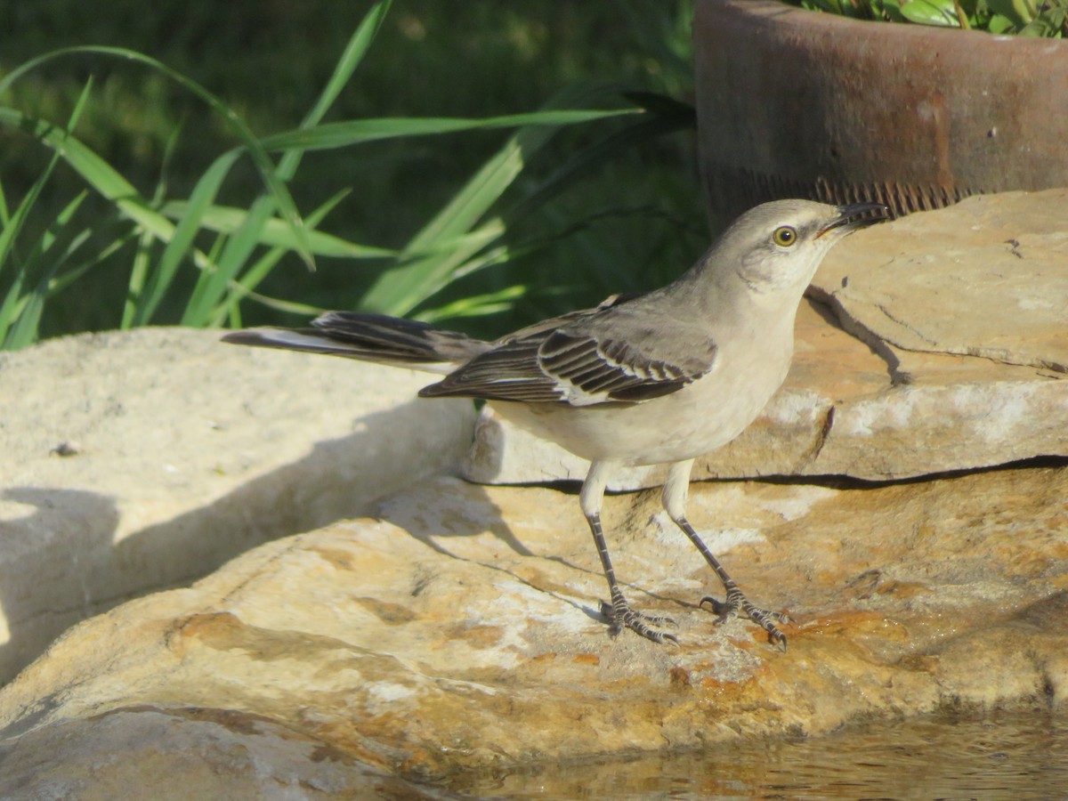 Northern Mockingbird - ML632543798