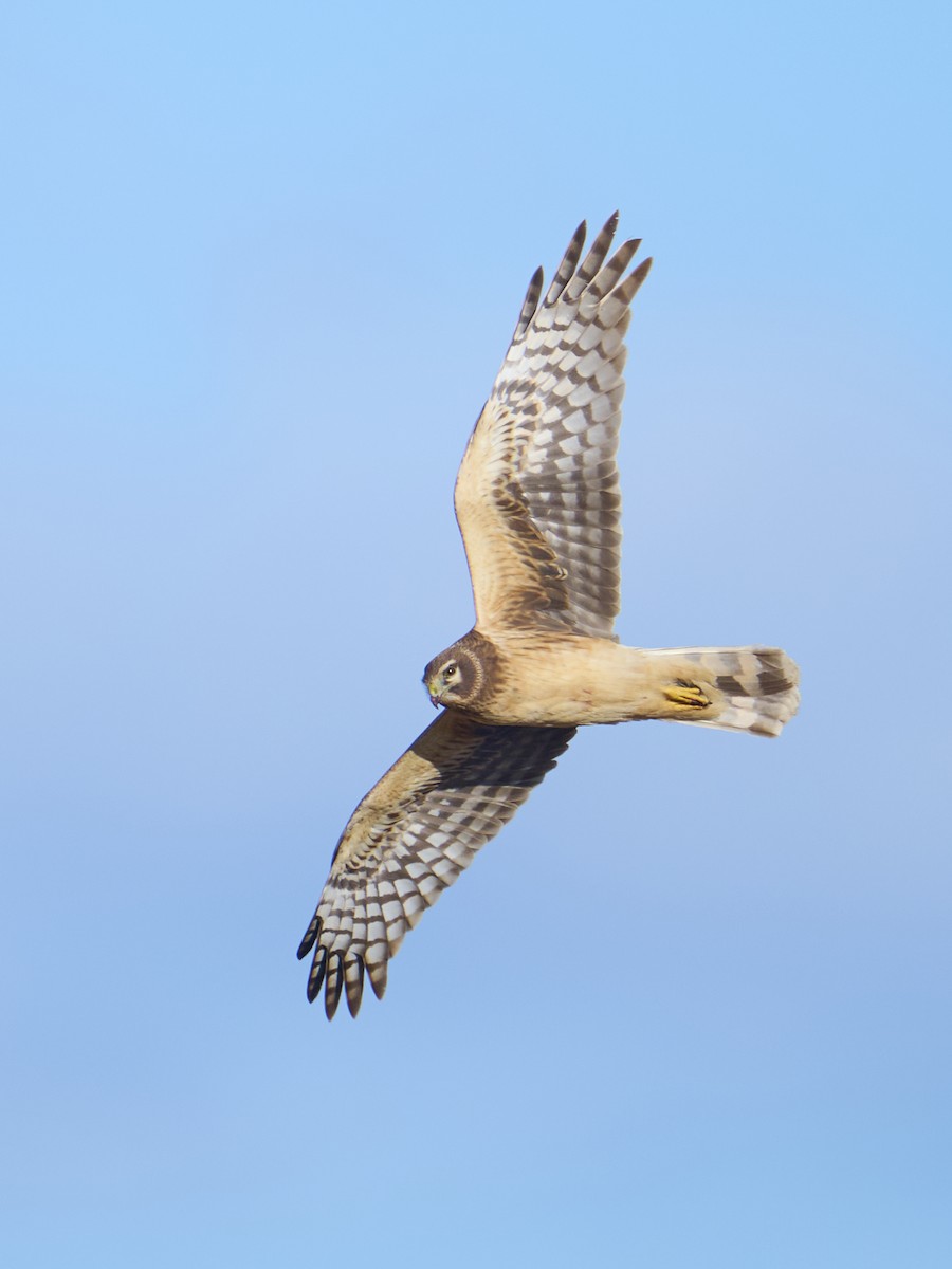 Northern Harrier - ML632543828