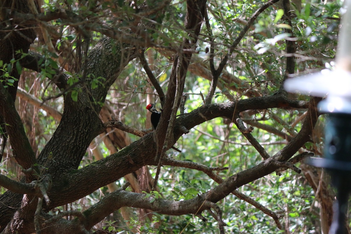 Pileated Woodpecker - ML632544107
