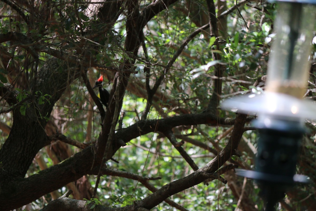 Pileated Woodpecker - ML632544111