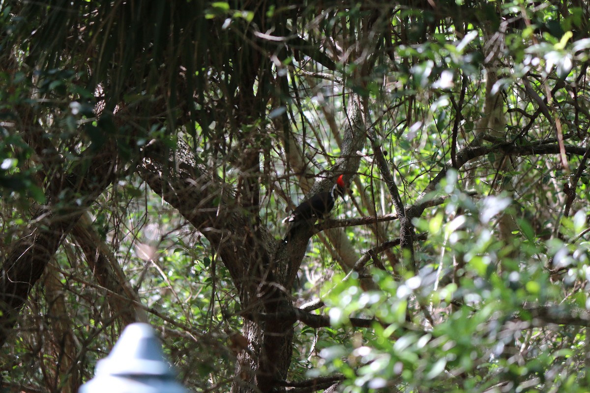 Pileated Woodpecker - ML632544120