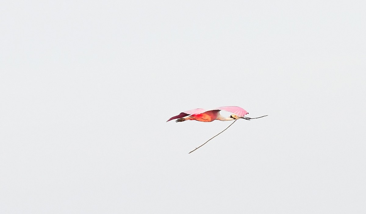 Pembe Kaşıkçı - ML632544151
