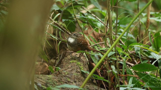 Bicol Ground-Warbler - ML632544261