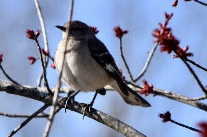 Northern Mockingbird - ML632544377