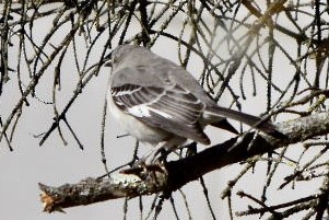 Northern Mockingbird - ML632544378