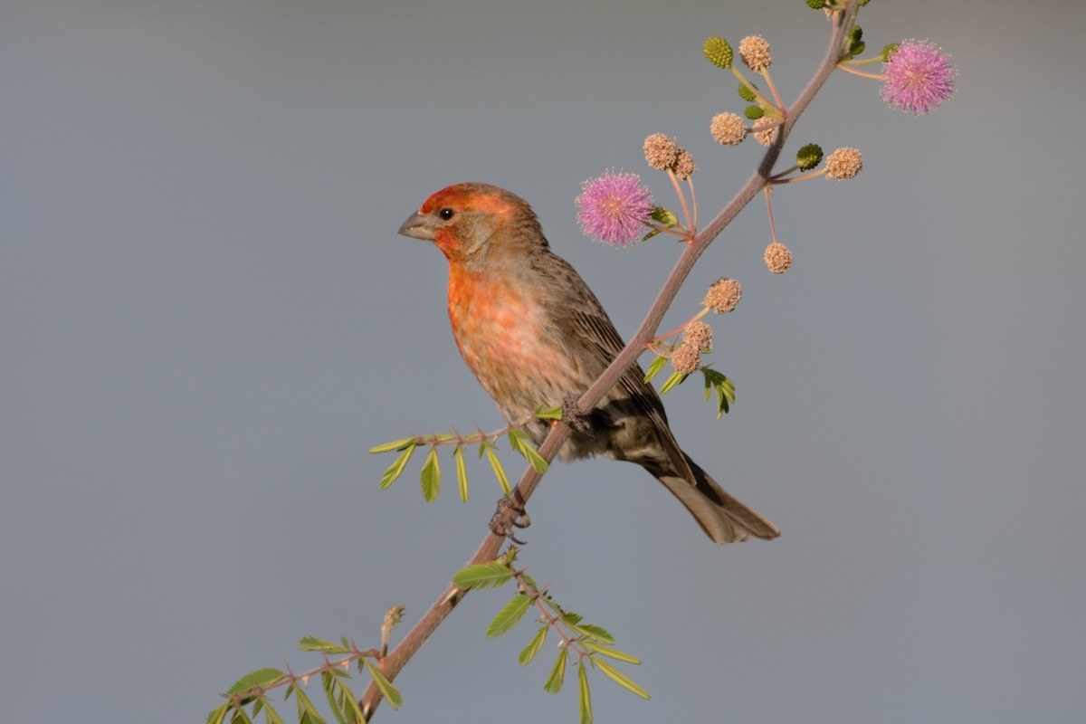 House Finch - ML632544415