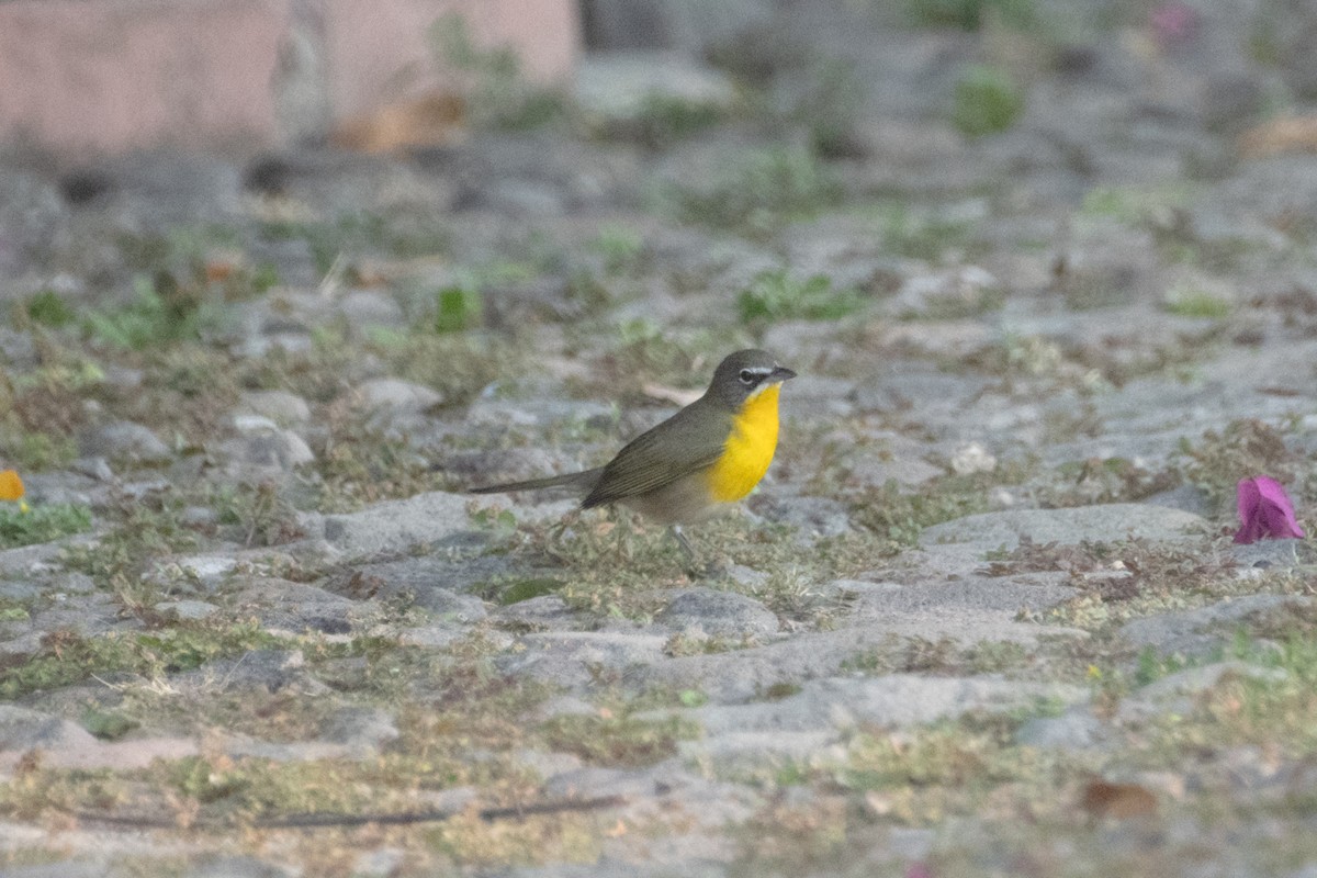 gulbrystparula - ML632544422