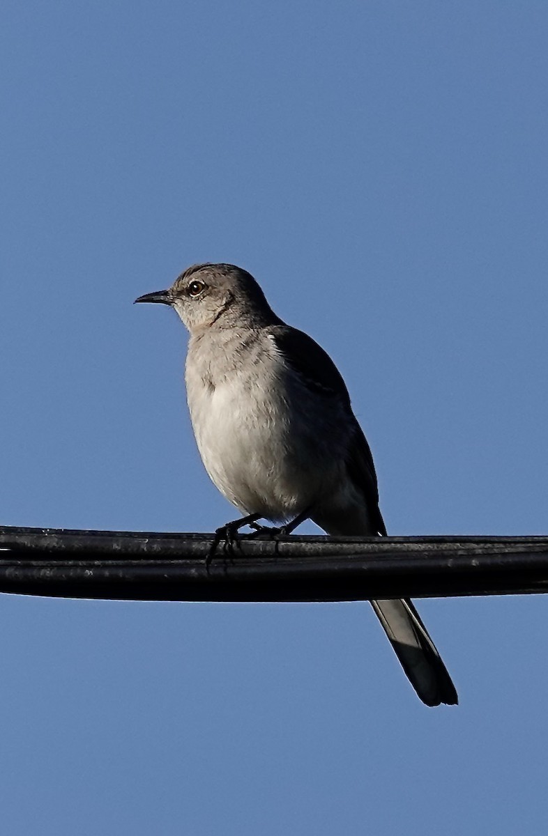 Northern Mockingbird - ML632544437