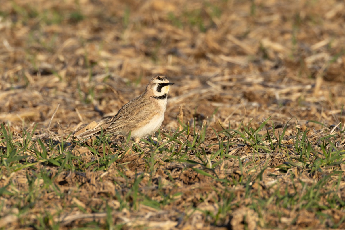 Horned Lark - ML632544458