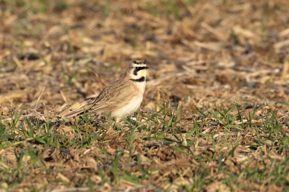 Horned Lark - ML632544459