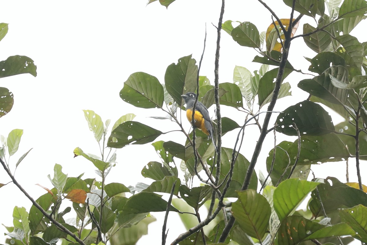amazontrogon - ML632544464