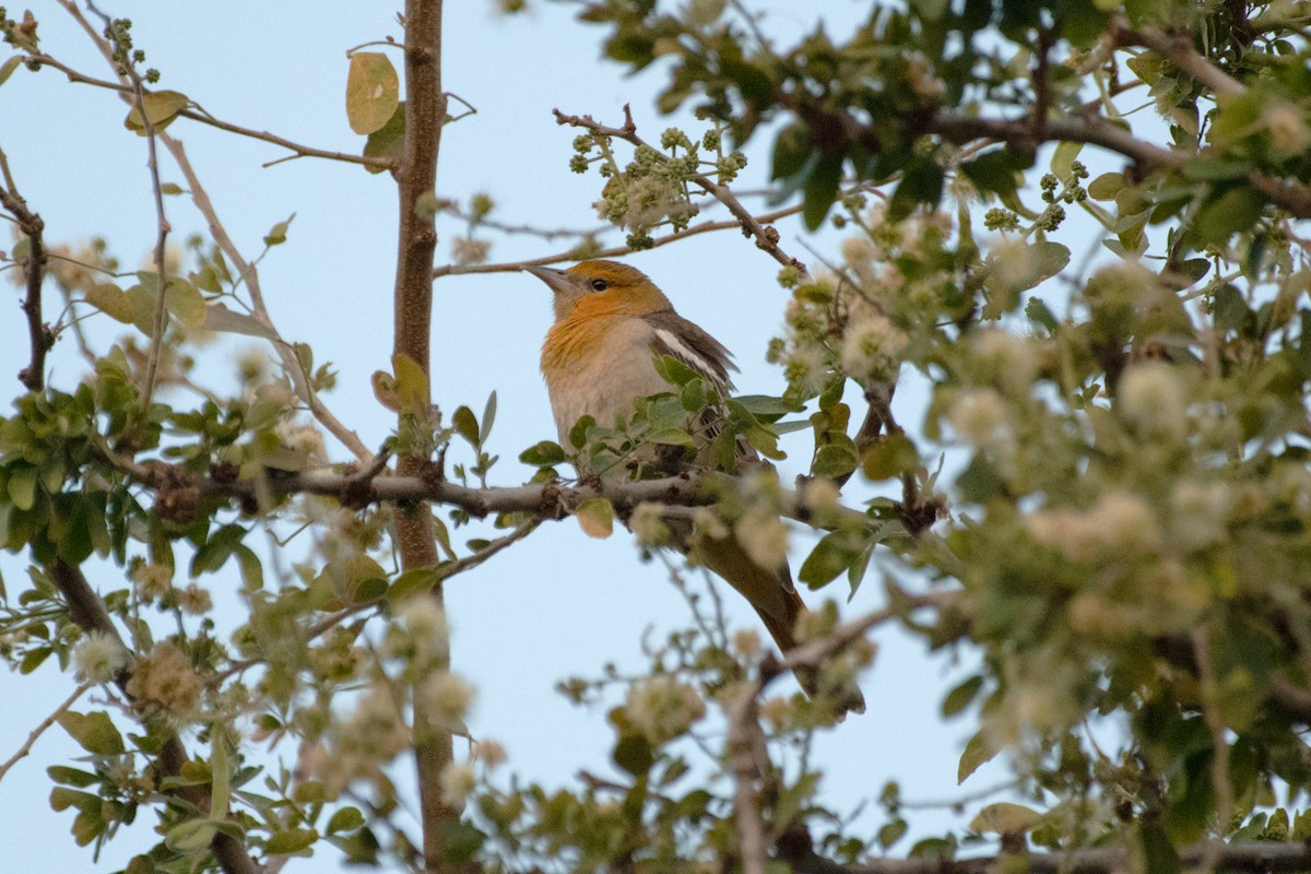gullbryntrupial - ML632544465