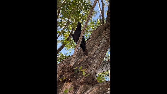 Fish Crow - ML632544478