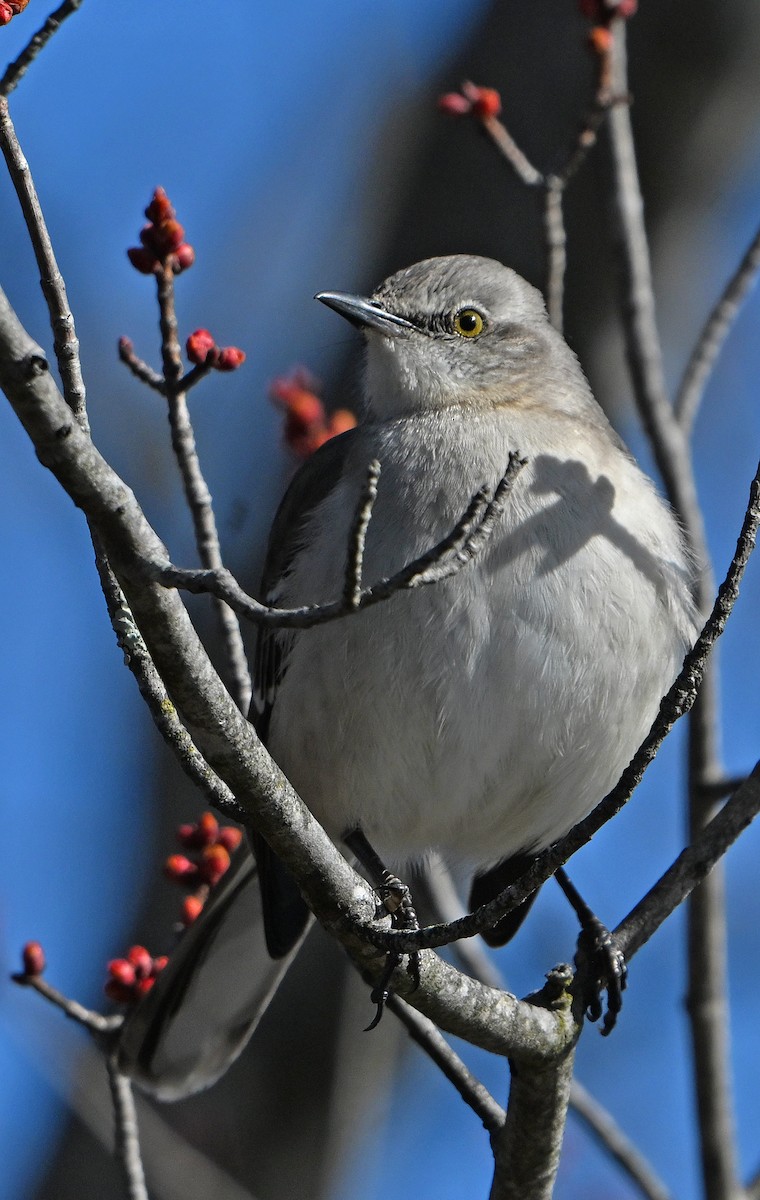Northern Mockingbird - ML632544483