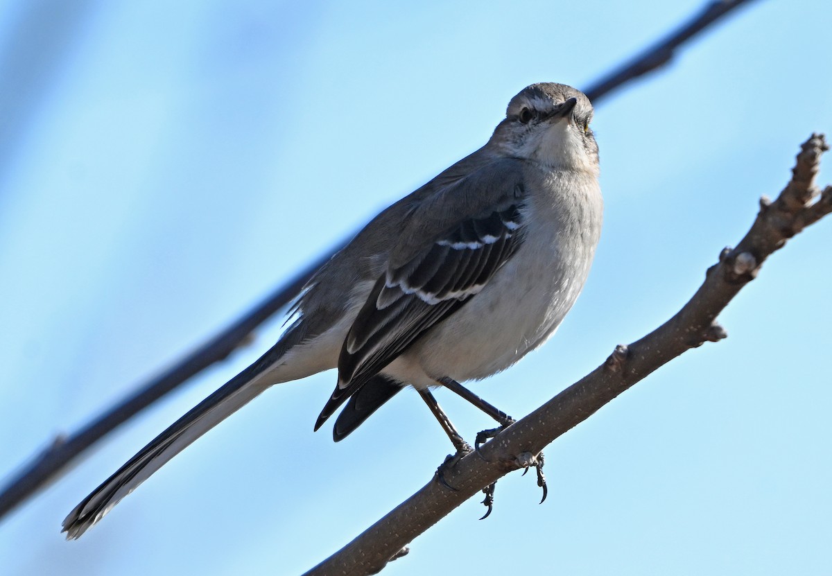 Northern Mockingbird - ML632544488