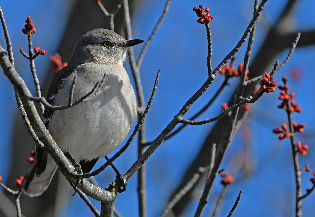 Northern Mockingbird - ML632544490