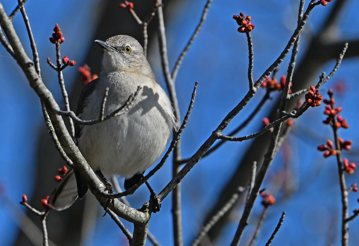 Northern Mockingbird - ML632544491