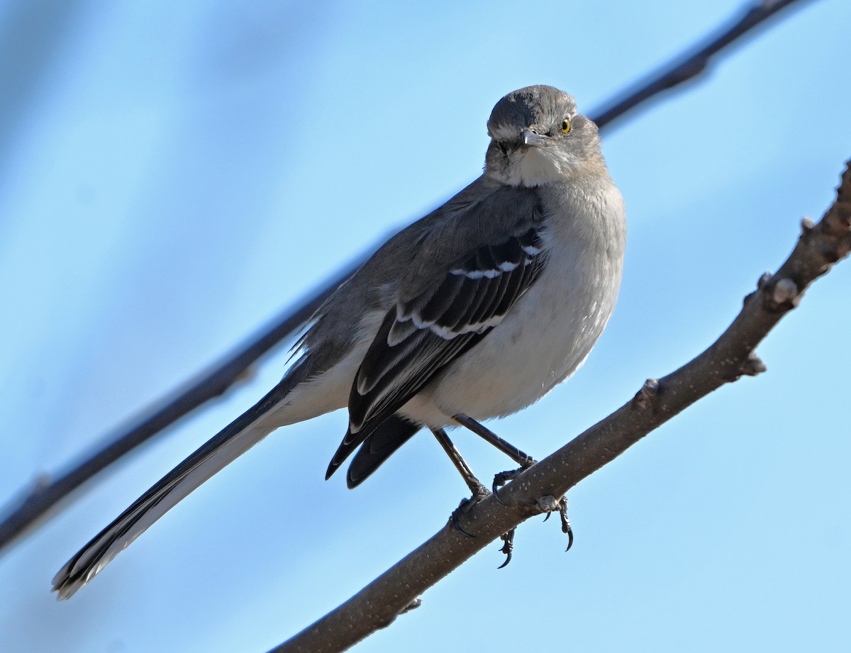 Northern Mockingbird - ML632544492