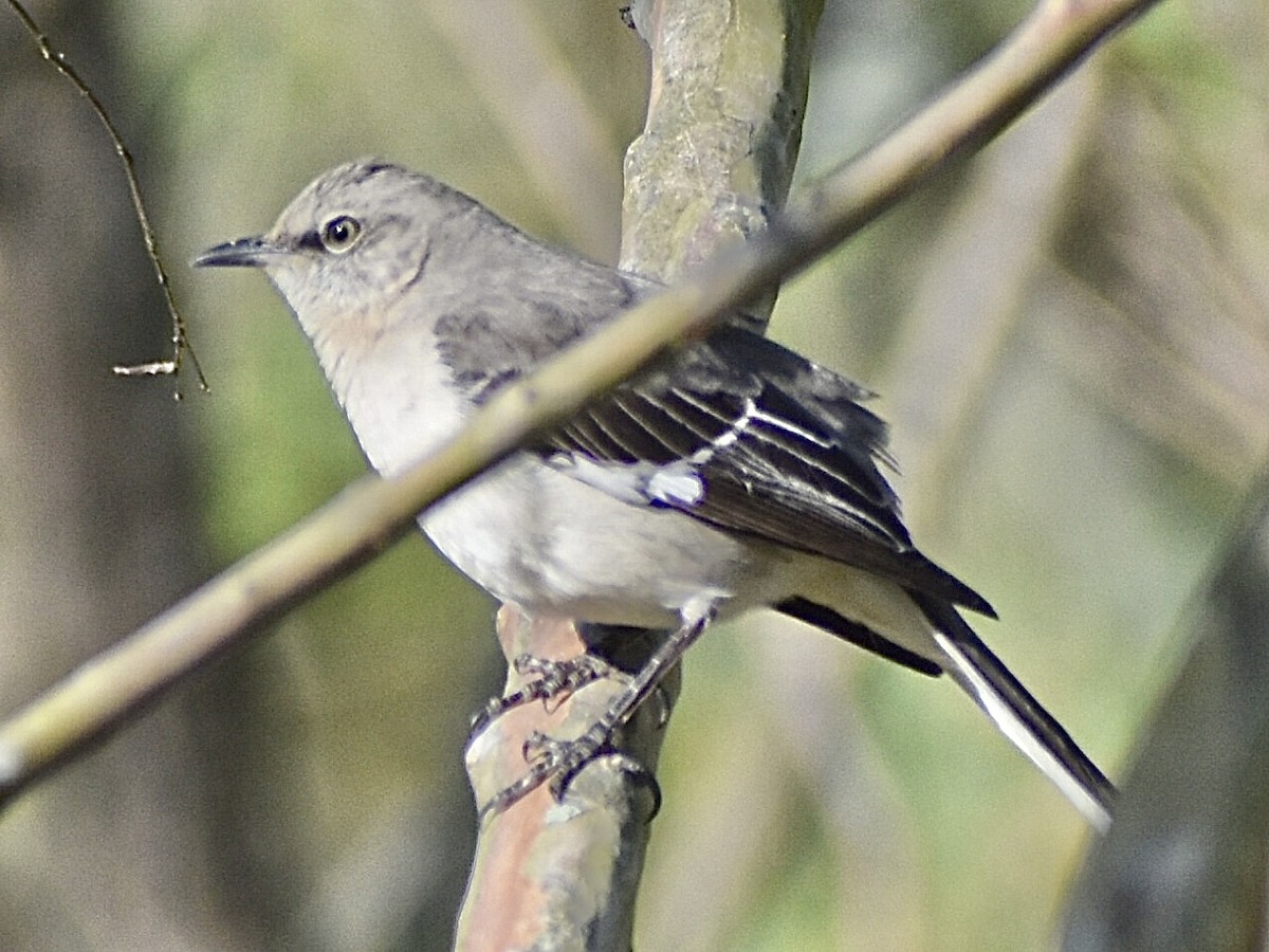 Northern Mockingbird - ML632544526