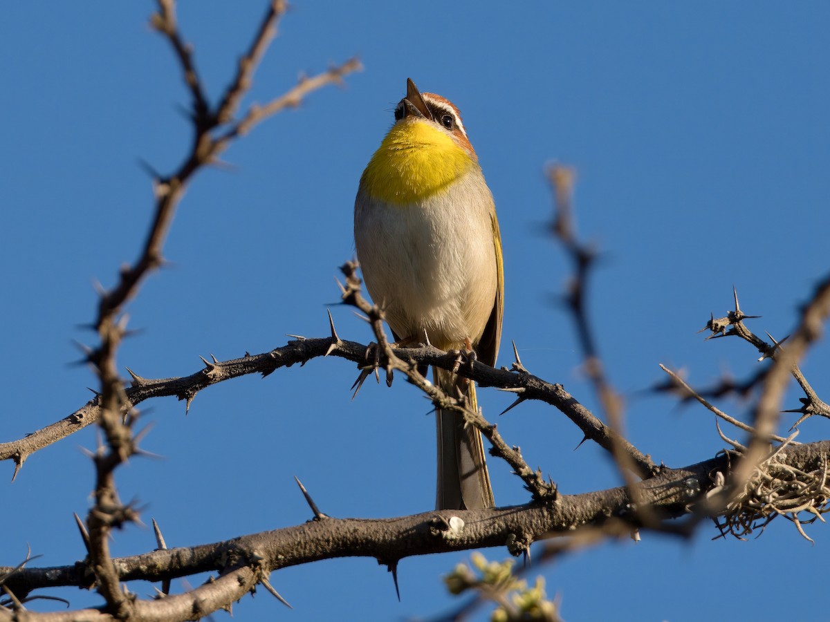 Rufous-capped Warbler (rufifrons Group) - ML632544555