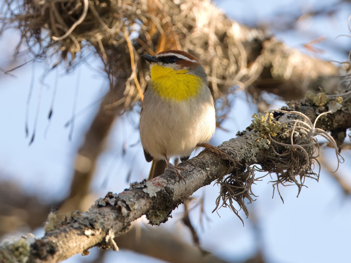 Rufous-capped Warbler (rufifrons Group) - ML632544556