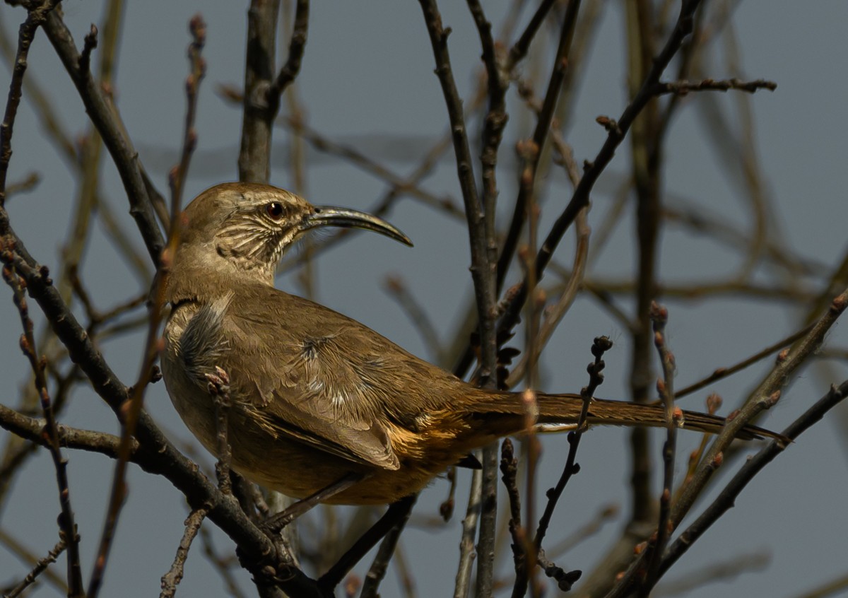 California Thrasher - ML632544557