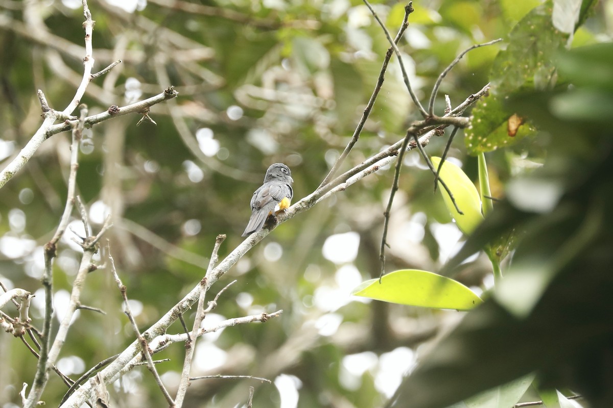 amazontrogon - ML632544749