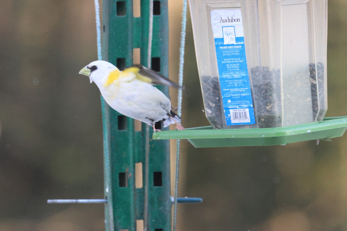 Evening Grosbeak - ML632544844